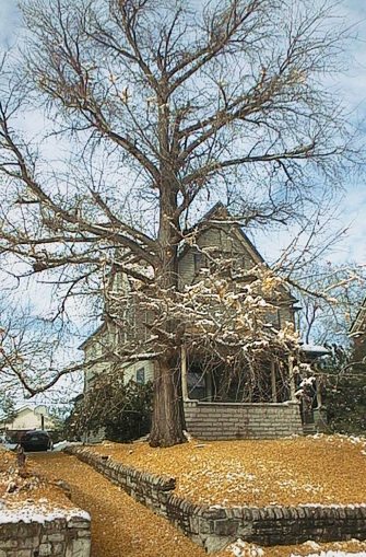 Champion Ginkgo Tree