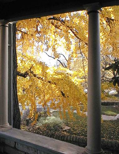 Champion Ginkgo Tree