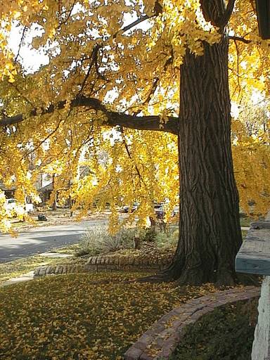 Champion Ginkgo Tree