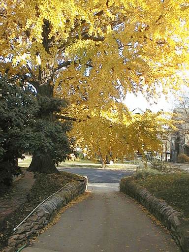 Champion Ginkgo Tree