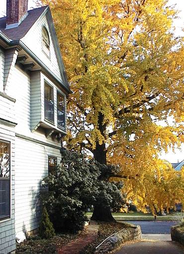 Champion Ginkgo Tree