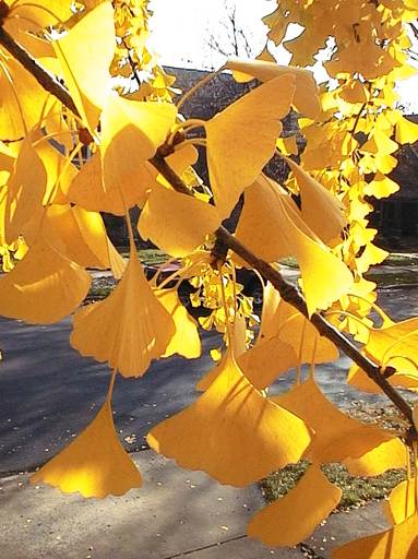 Champion Ginkgo Tree