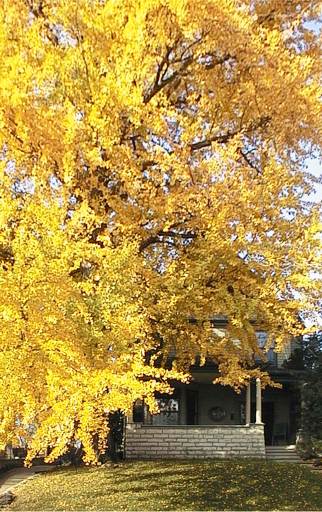 Champion Ginkgo Tree