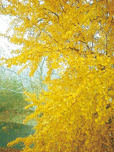 Champion Ginkgo Tree