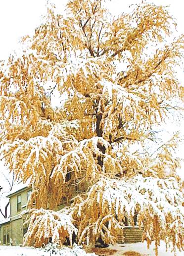 Champion Ginkgo Tree