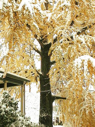 Champion Ginkgo Tree